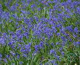 Bluebells 8T34D-15